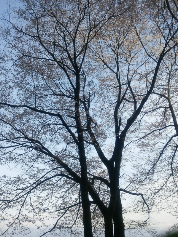 f:id:irishgreentea:20130404203918j:image:w640 f:id:irishgreentea:20130404203918j:image:w640