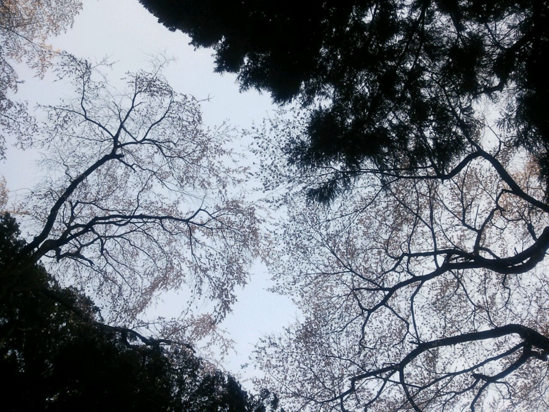 桜、ヒノキ（飯沼諏訪神社）