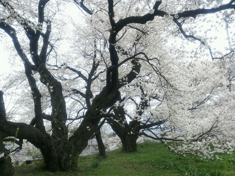 f:id:irishgreentea:20130416000957j:image:w640 f:id:irishgreentea:20130416000957j:image:w640