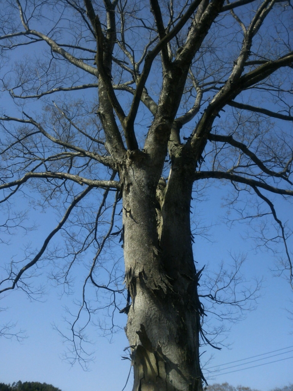 f:id:irishgreentea:20130416001039j:image:w640 f:id:irishgreentea:20130416001039j:image:w640