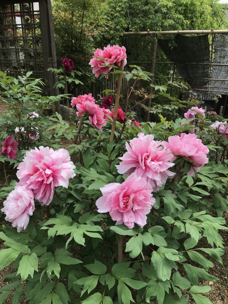f:id:iristyle:20180428013714j:plain f:id:iristyle:20180428013714j:plain