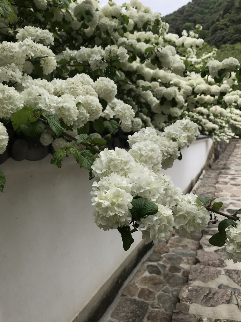 f:id:iristyle:20180428014014j:plain f:id:iristyle:20180428014014j:plain