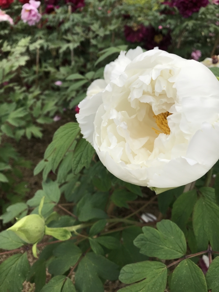 f:id:iristyle:20180428014411j:plain f:id:iristyle:20180428014411j:plain