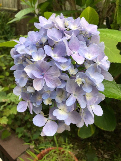 f:id:iristyle:20180613031804j:plain f:id:iristyle:20180613031804j:plain