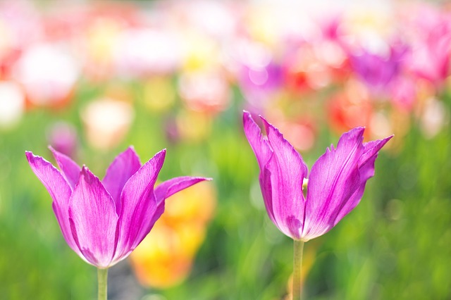 f:id:irodori-healing:20190305170155j:plain f:id:irodori-healing:20190305170155j:plain