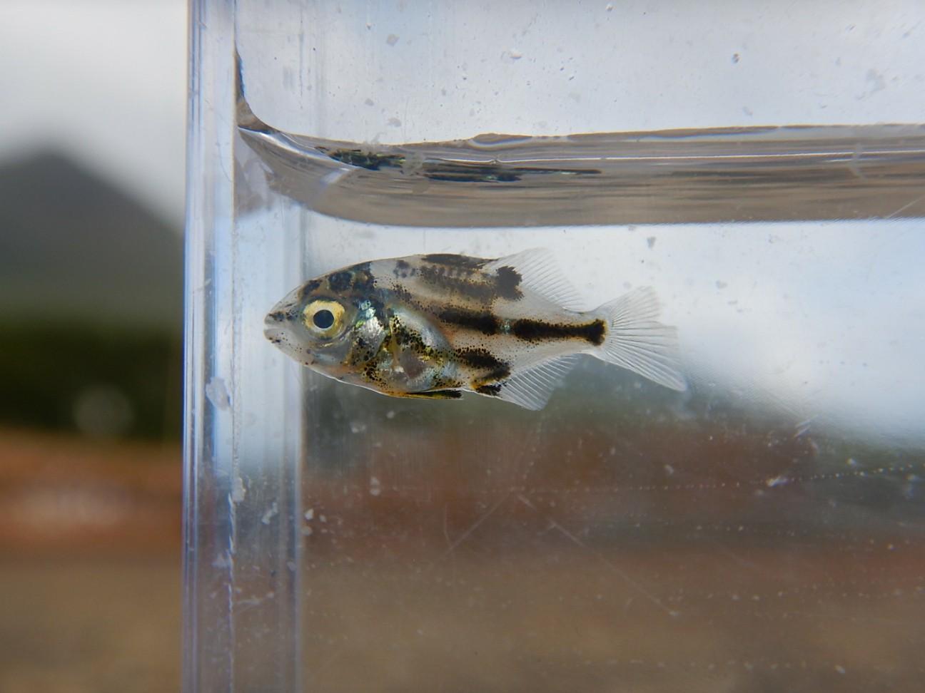 カゴカキダイとは 動植物の人気 最新記事を集めました はてな