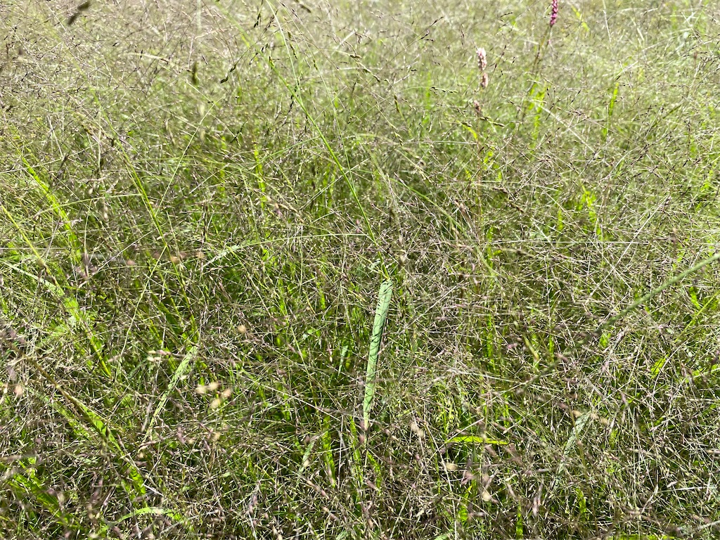 f:id:irodoriirodori:20200907112246j:image f:id:irodoriirodori:20200907112246j:image