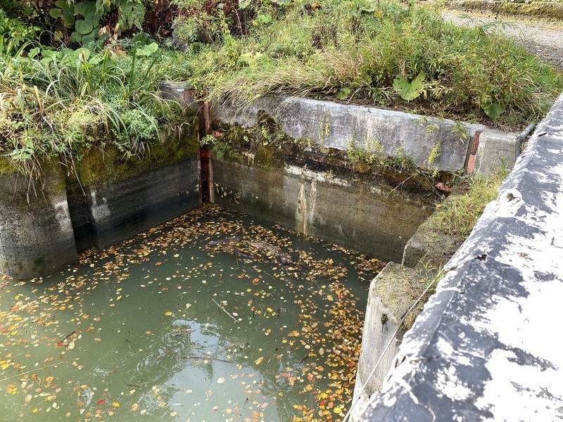 f:id:irodoriirodori:20211014021402j:plain