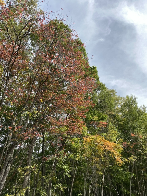 f:id:irodoriirodori:20211014031907j:plain