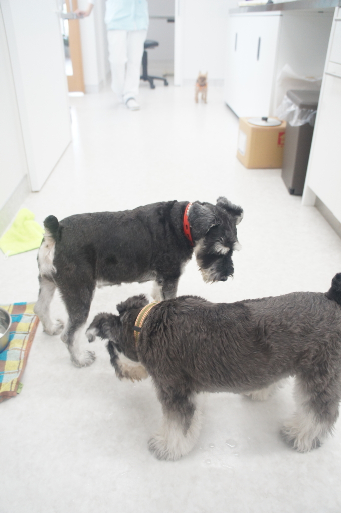 f:id:iroha-vet:20180813163324j:plain