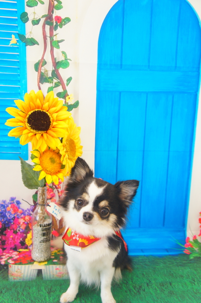 f:id:iroha-vet:20180827094337j:plain