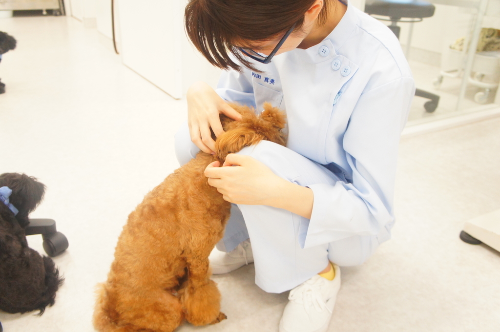 f:id:iroha-vet:20180905174202j:plain