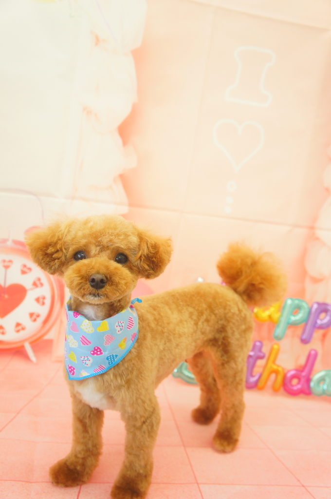 f:id:iroha-vet:20190220185003j:plain
