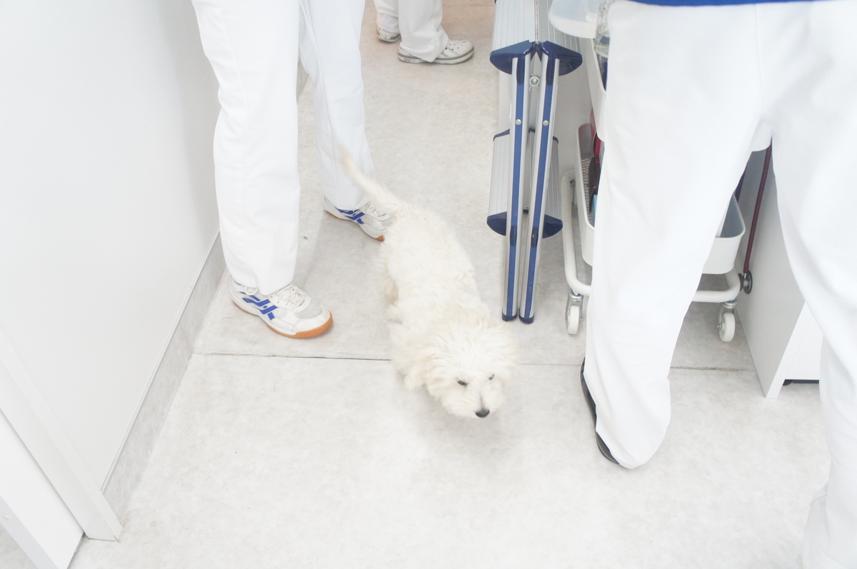 f:id:iroha-vet:20190320095937j:plain