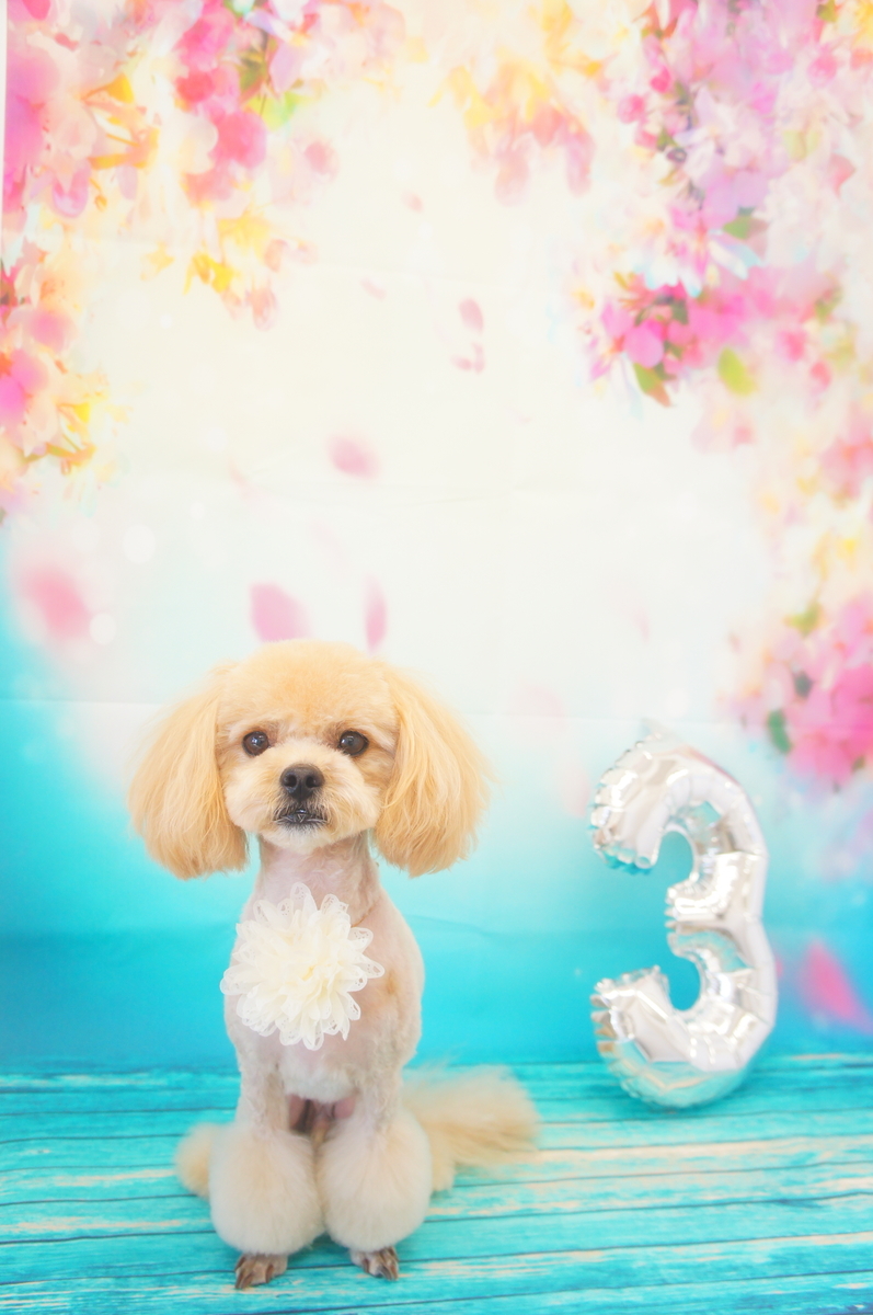 f:id:iroha-vet:20190320172037j:plain