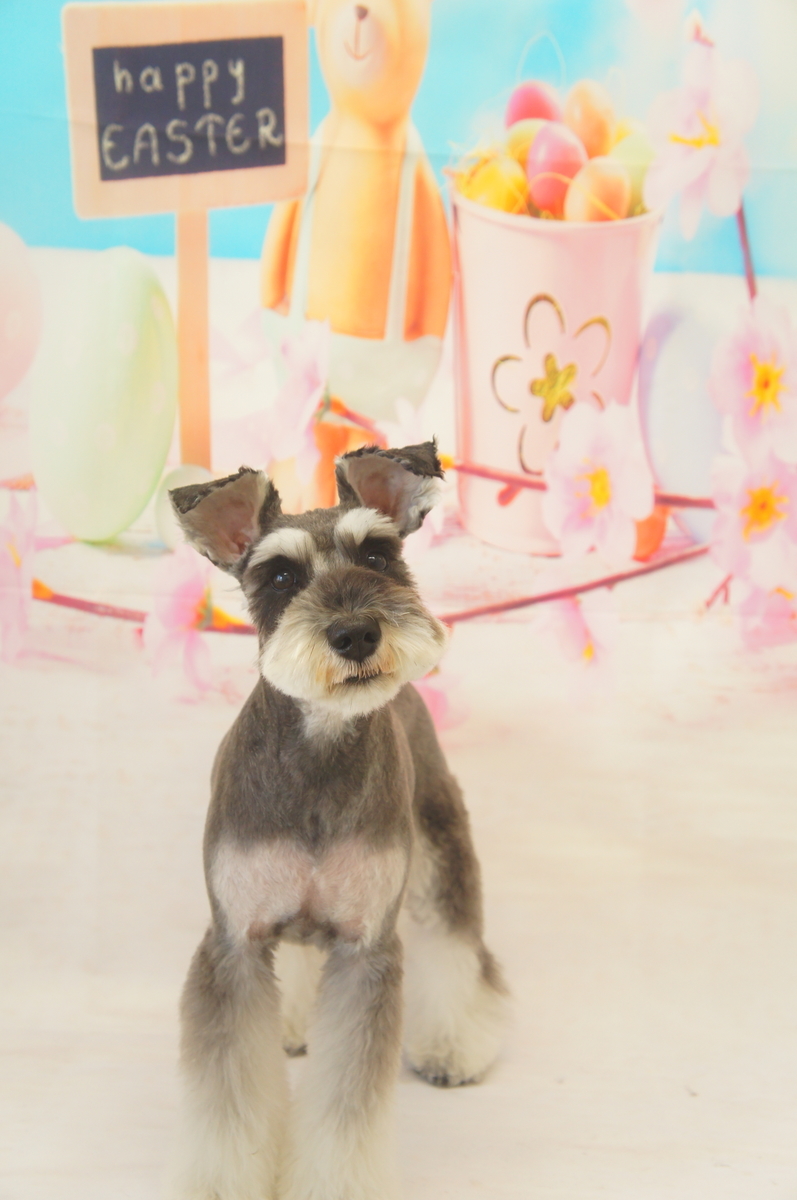 f:id:iroha-vet:20190420184345j:plain