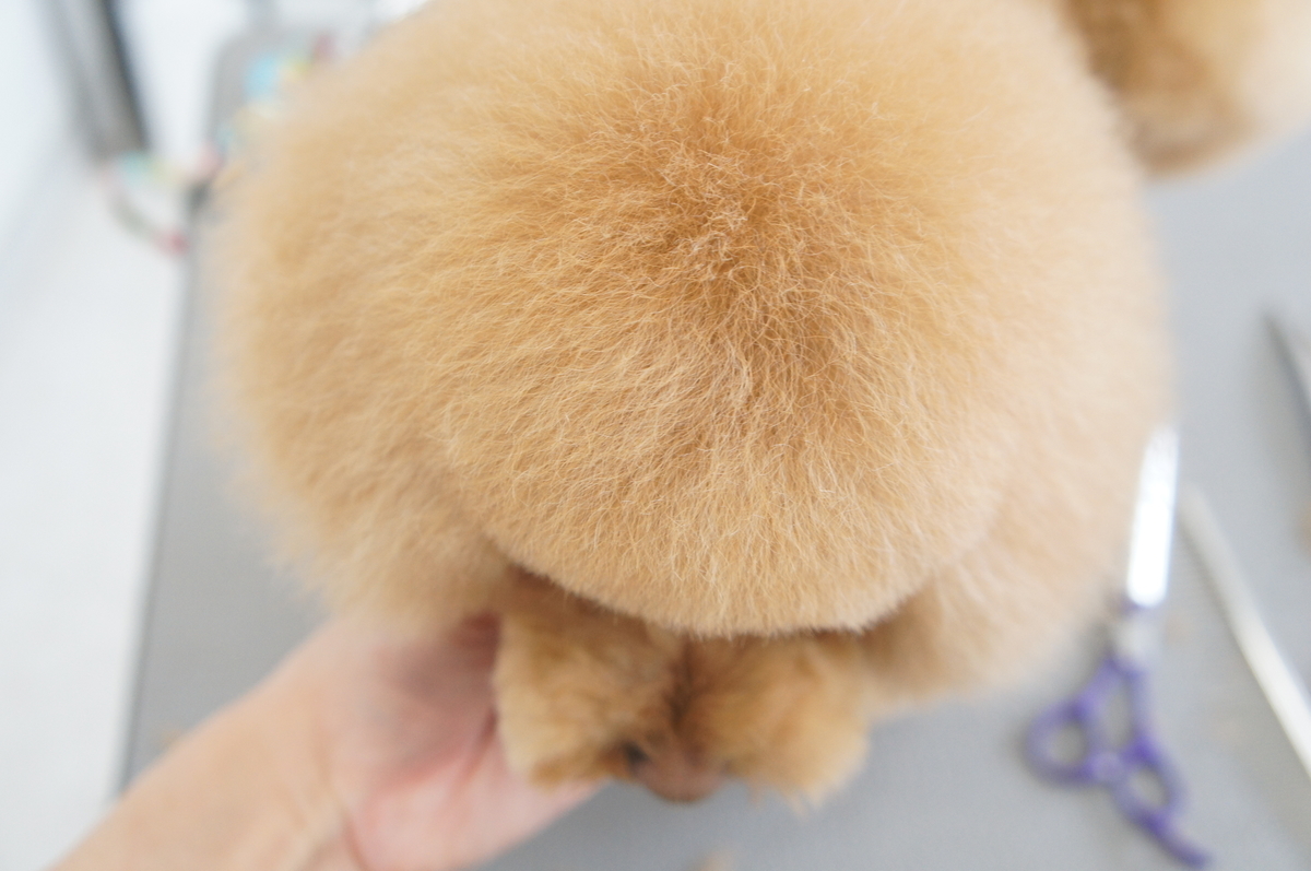 f:id:iroha-vet:20200401180610j:plain