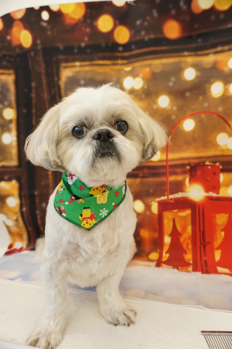 f:id:iroha-vet:20201205101536j:plain