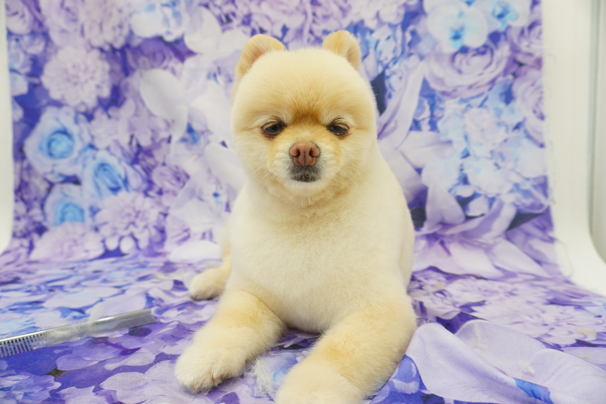 f:id:iroha-vet:20210708185041j:plain
