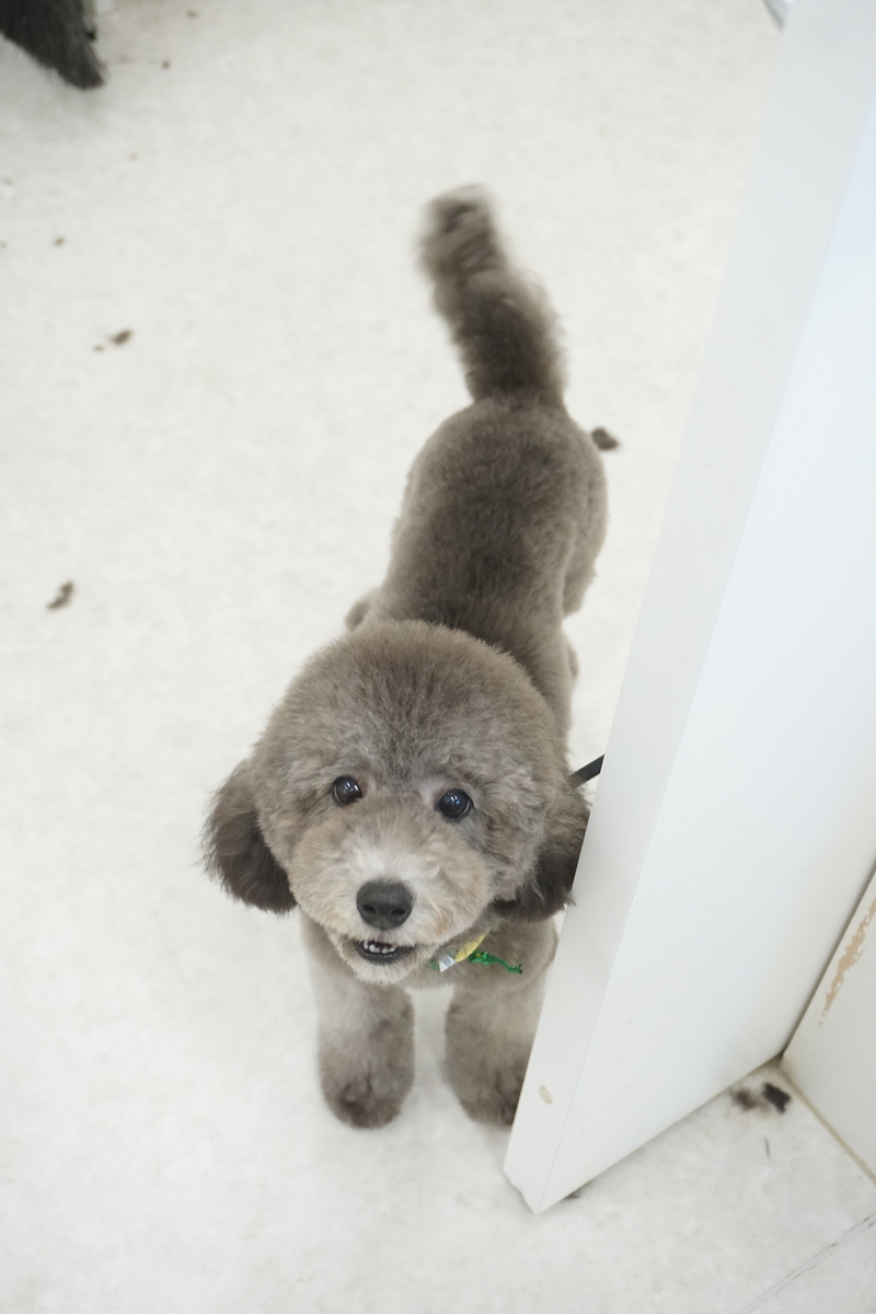 f:id:iroha-vet:20210821192642j:plain