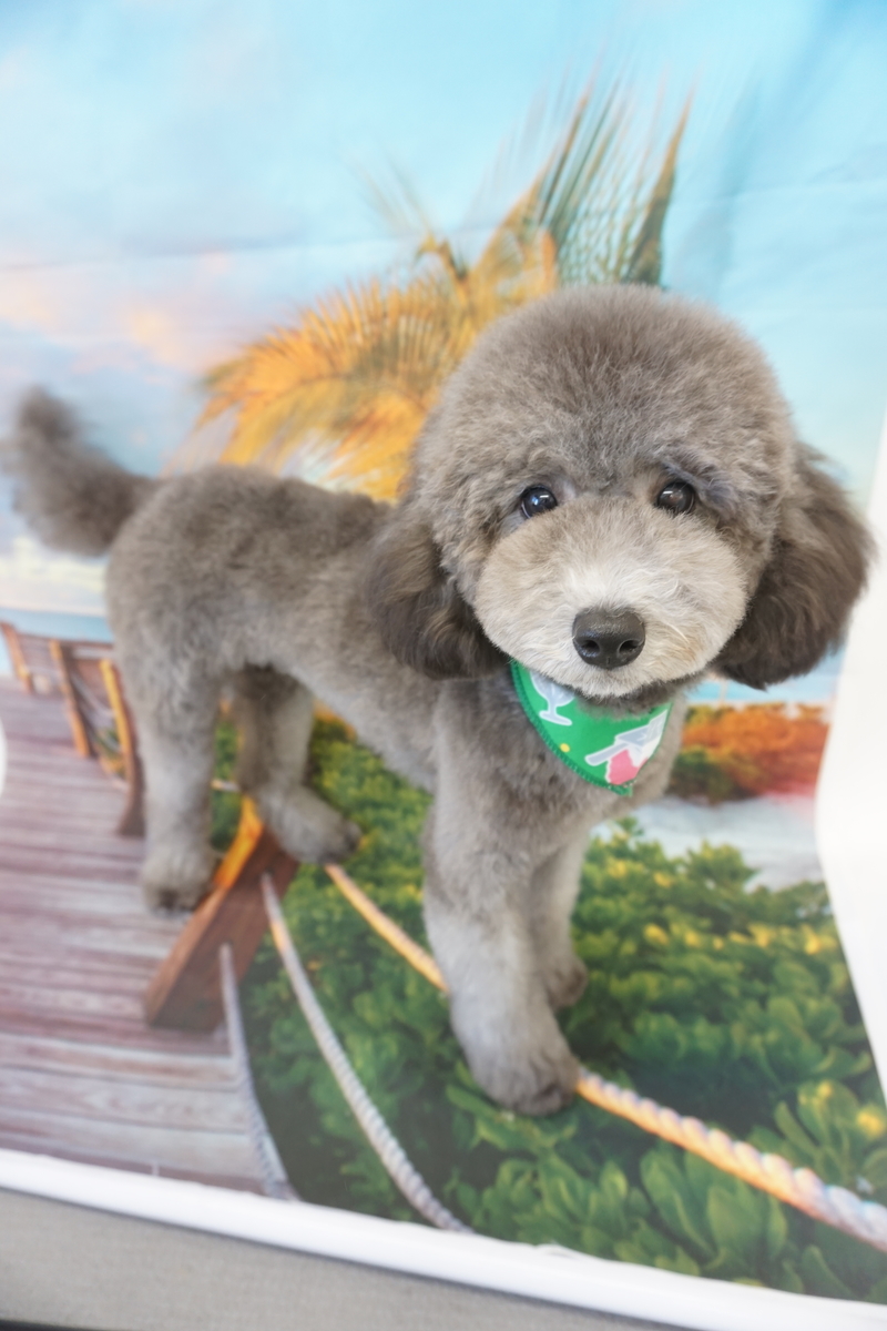 f:id:iroha-vet:20210821192645j:plain