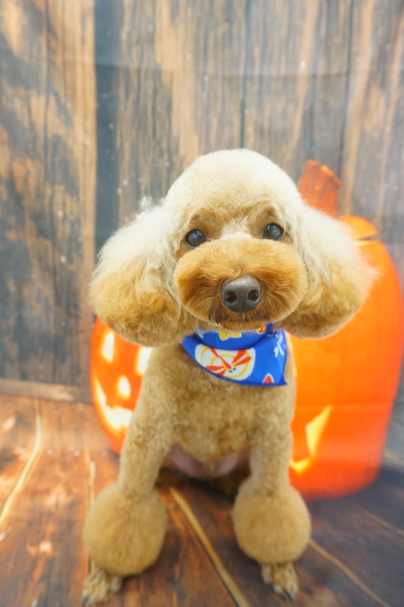 f:id:iroha-vet:20211031152913j:plain