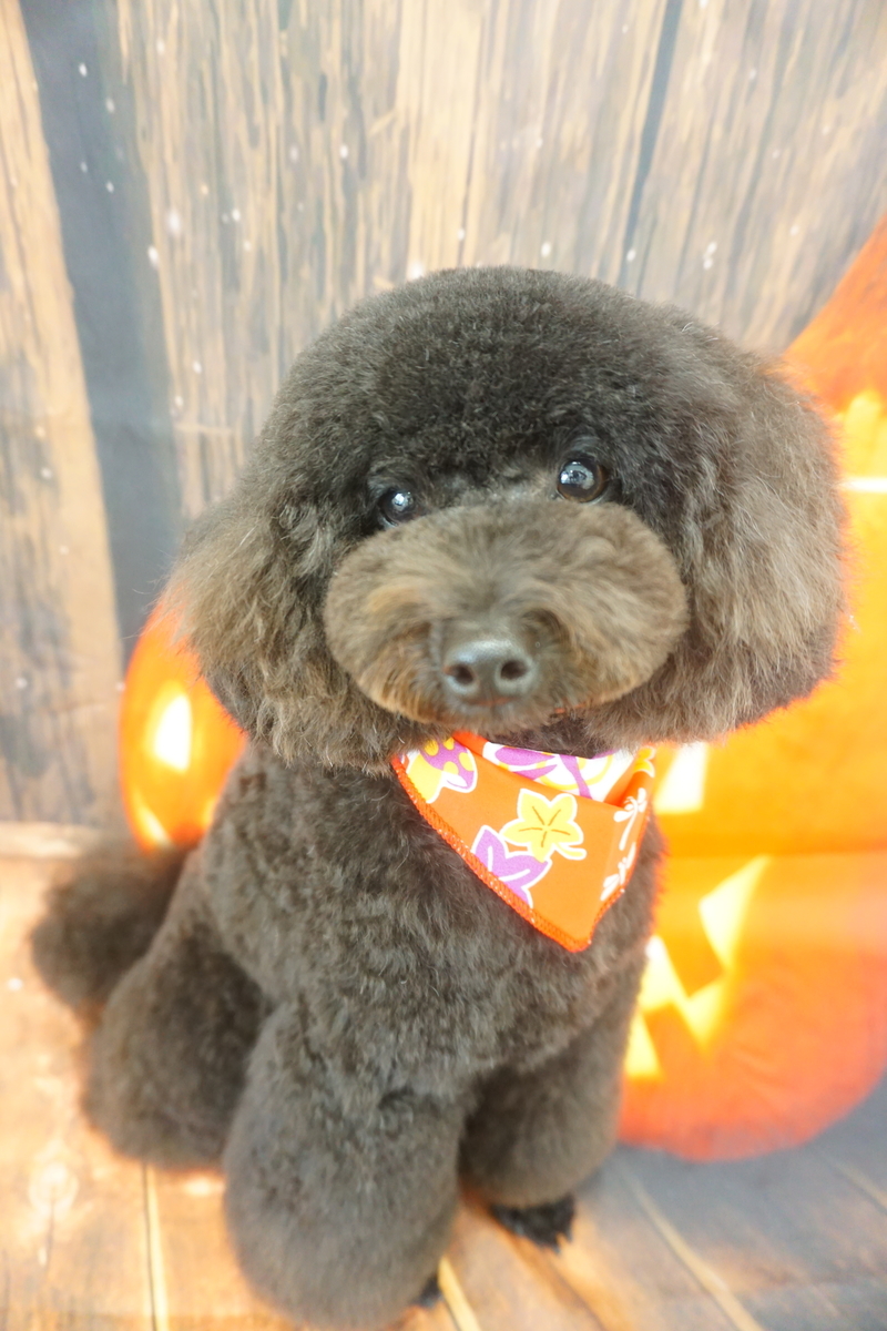 f:id:iroha-vet:20211031152953j:plain