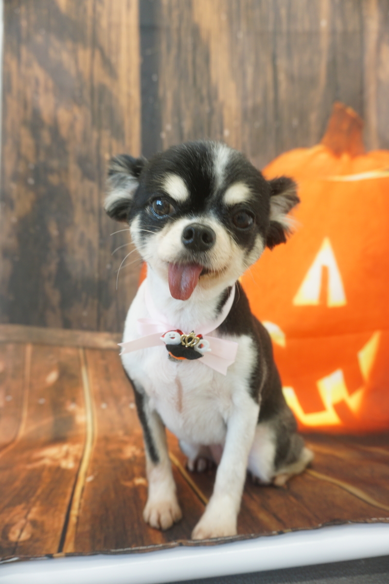 f:id:iroha-vet:20211105184103j:plain