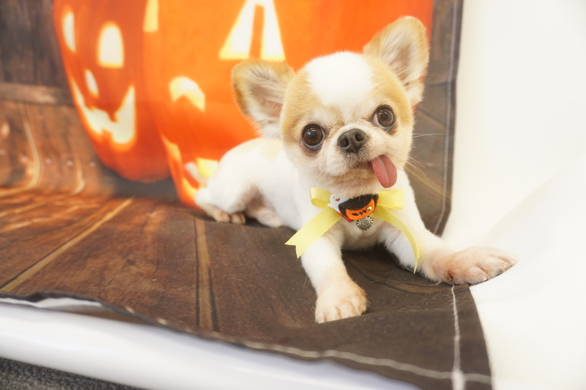 f:id:iroha-vet:20211105184106j:plain