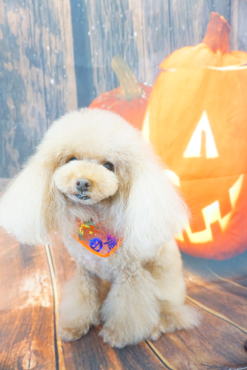 f:id:iroha-vet:20211105194418j:plain