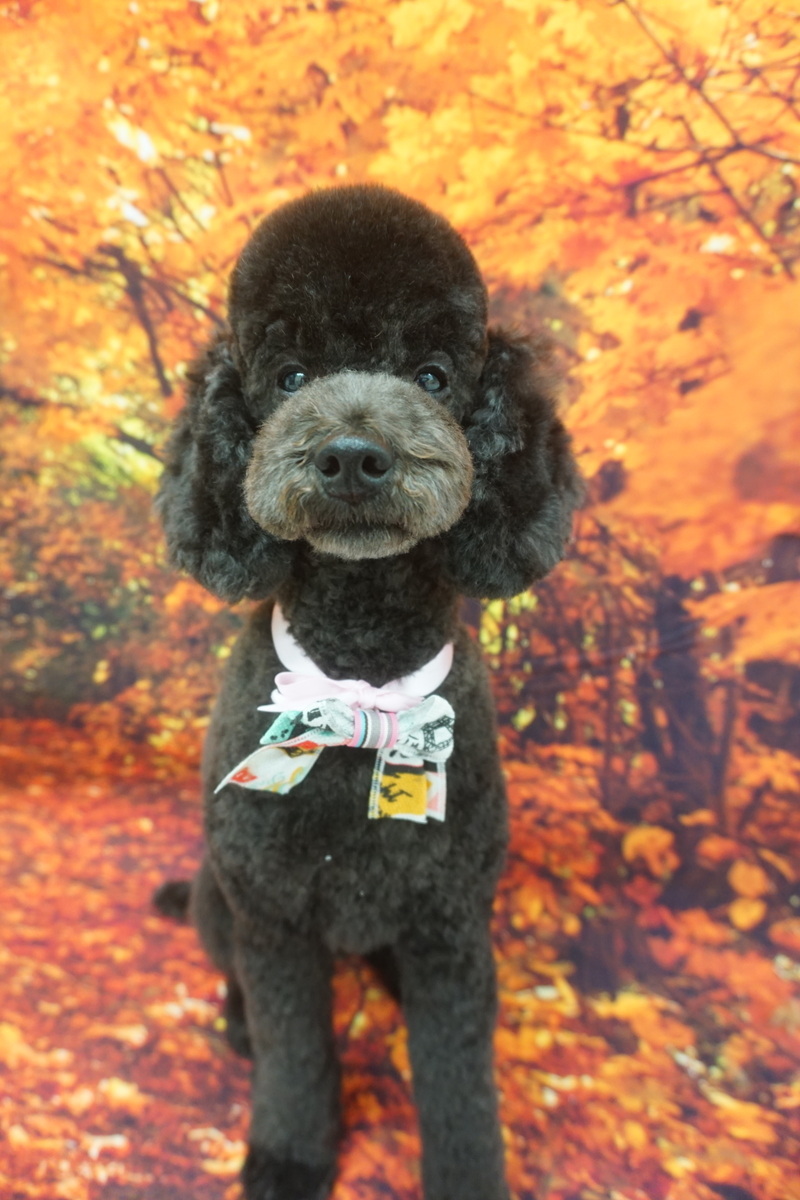 f:id:iroha-vet:20211112180701j:plain