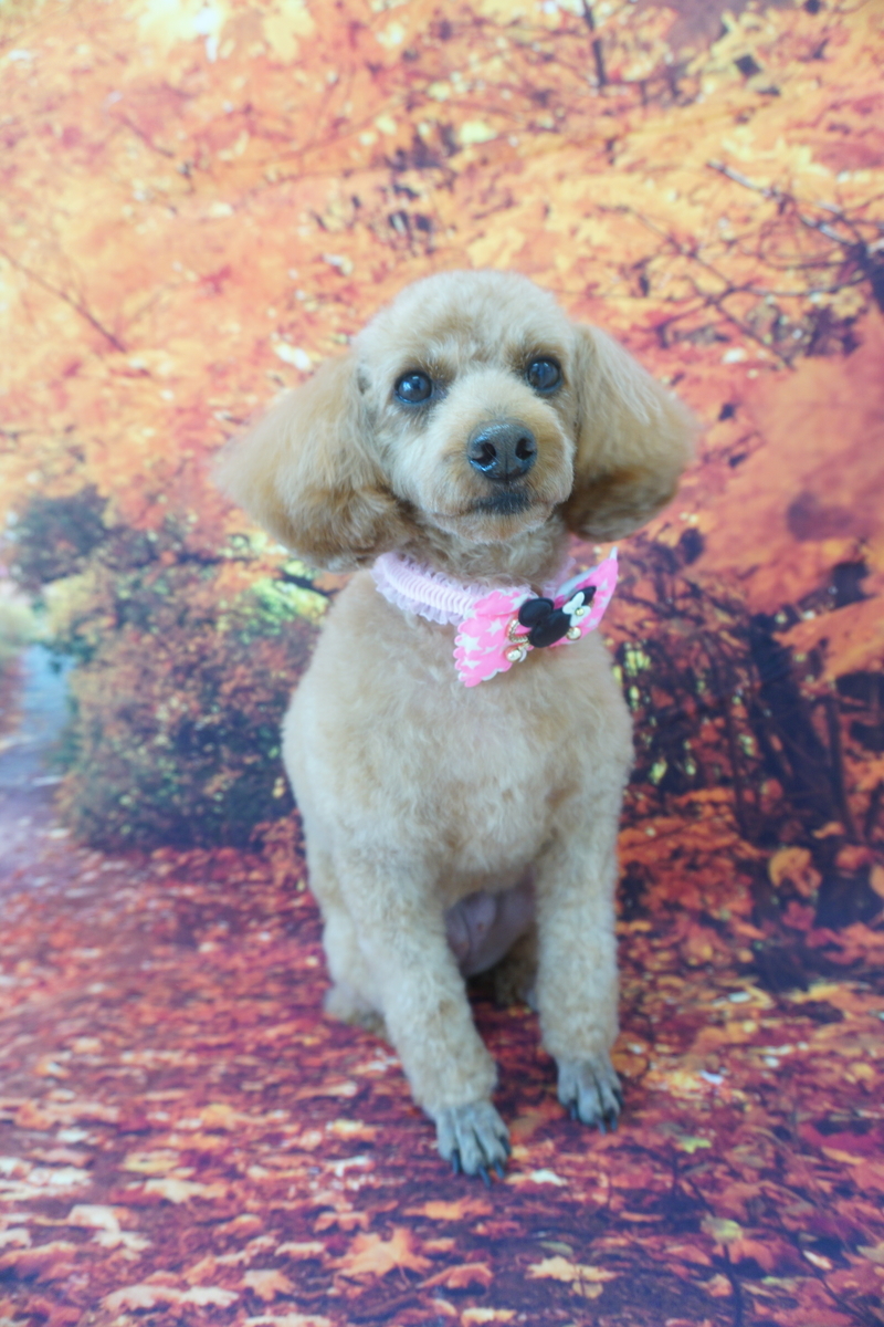 f:id:iroha-vet:20211121201728j:plain