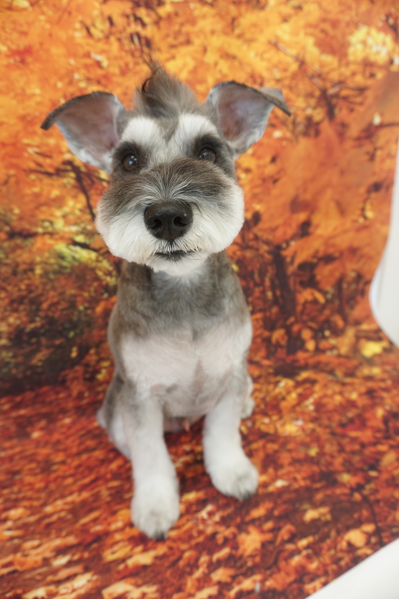 f:id:iroha-vet:20211121201745j:plain