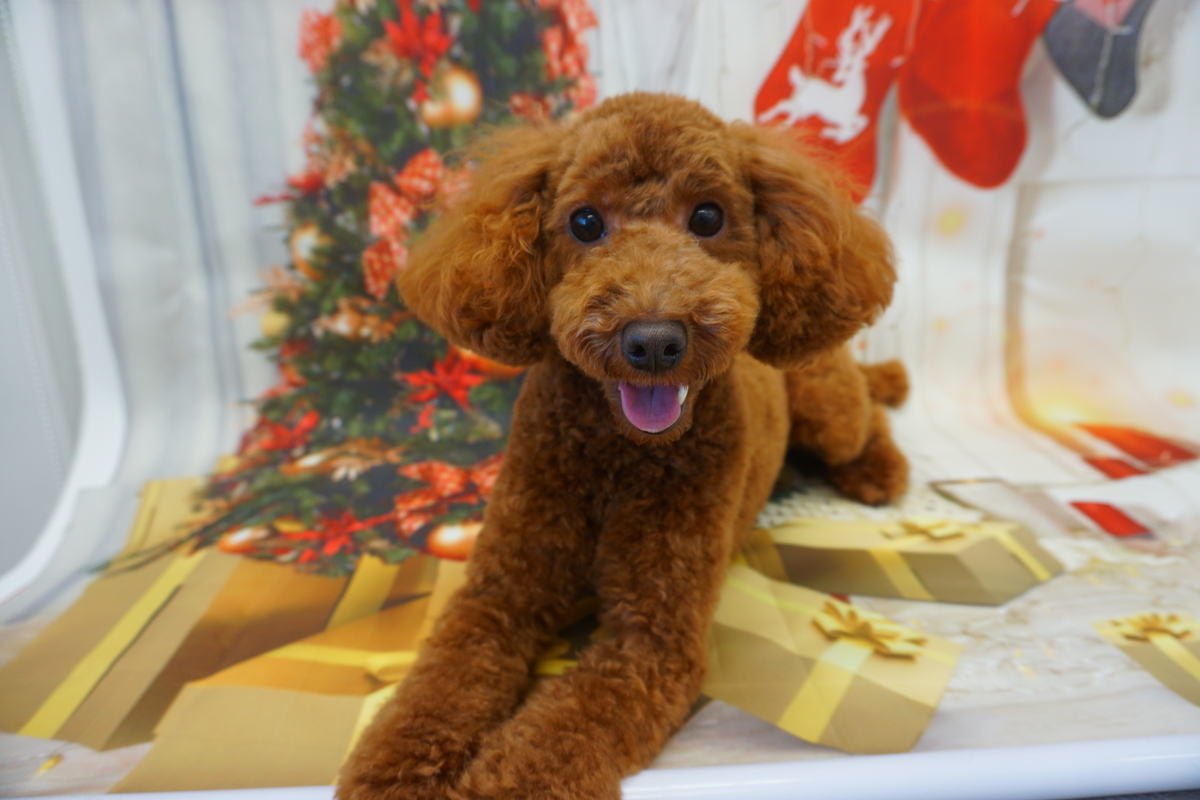 f:id:iroha-vet:20211208172740j:plain