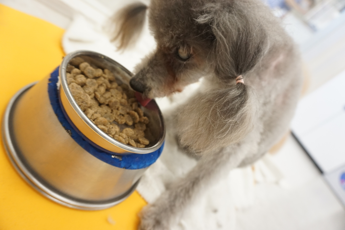 f:id:iroha-vet:20220203142123j:plain