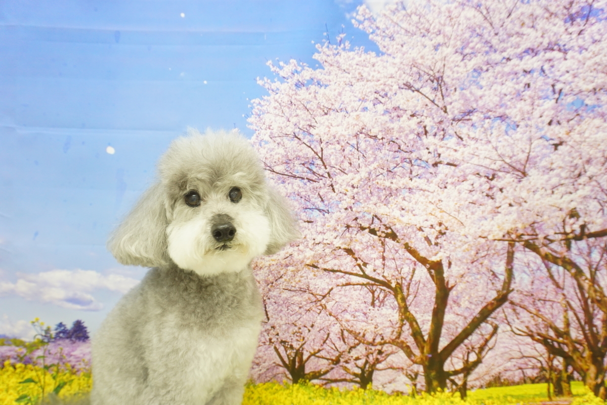 f:id:iroha-vet:20220408173030j:plain