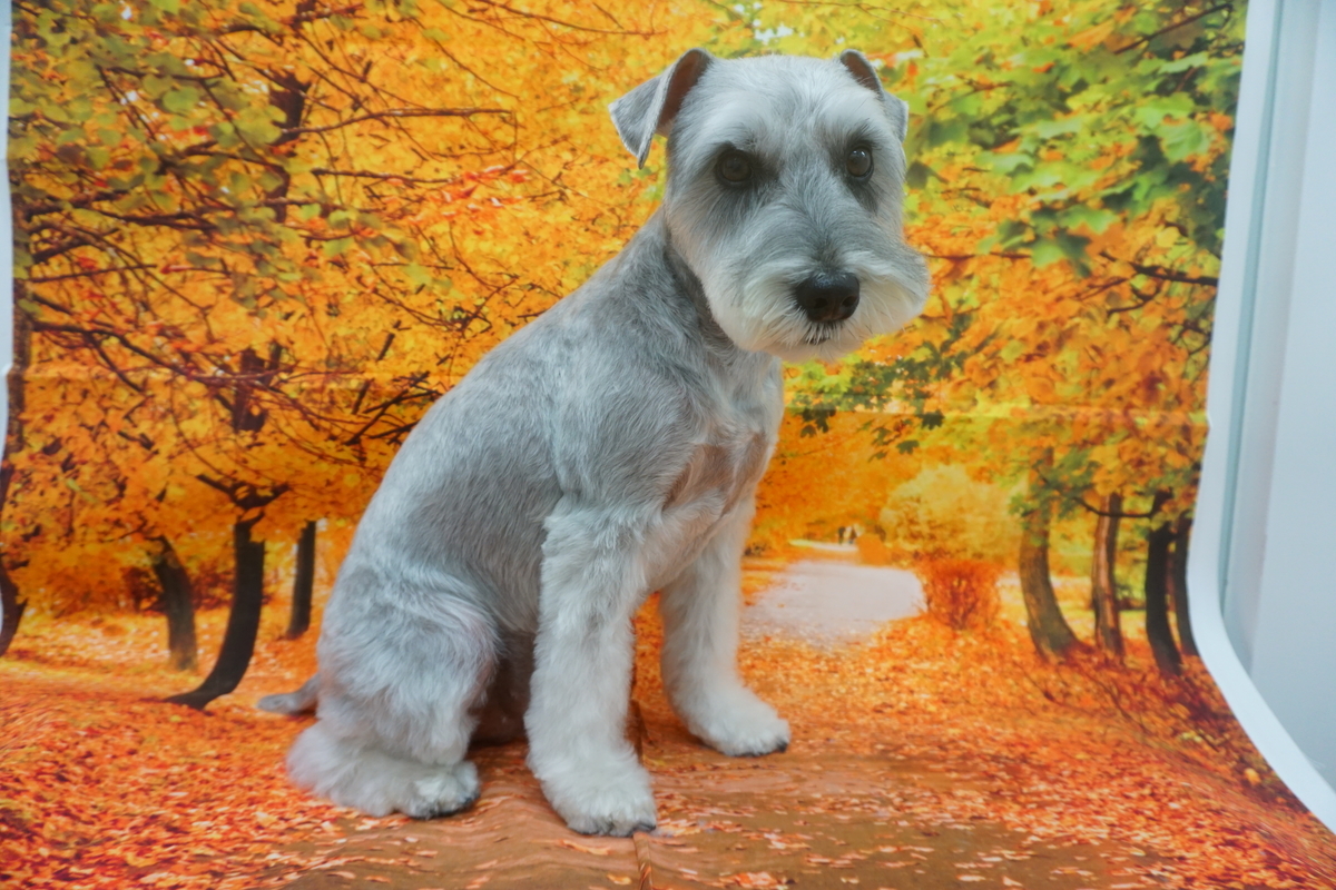 犬くん 様確認用 www.vetrepro.fr