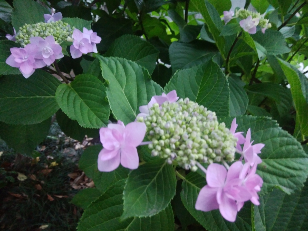 f:id:iroha817:20190613231957j:plain f:id:iroha817:20190613231957j:plain