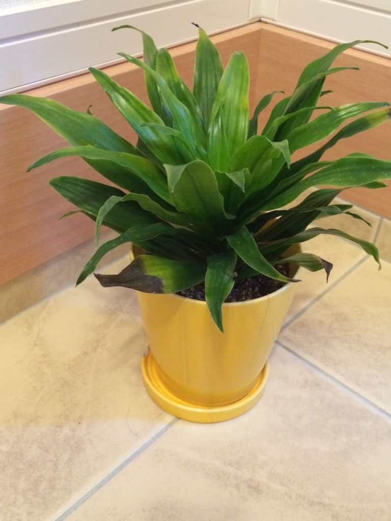 観葉植物の葉が黒ずむ 葉やけ いろはにポテ子の棲家