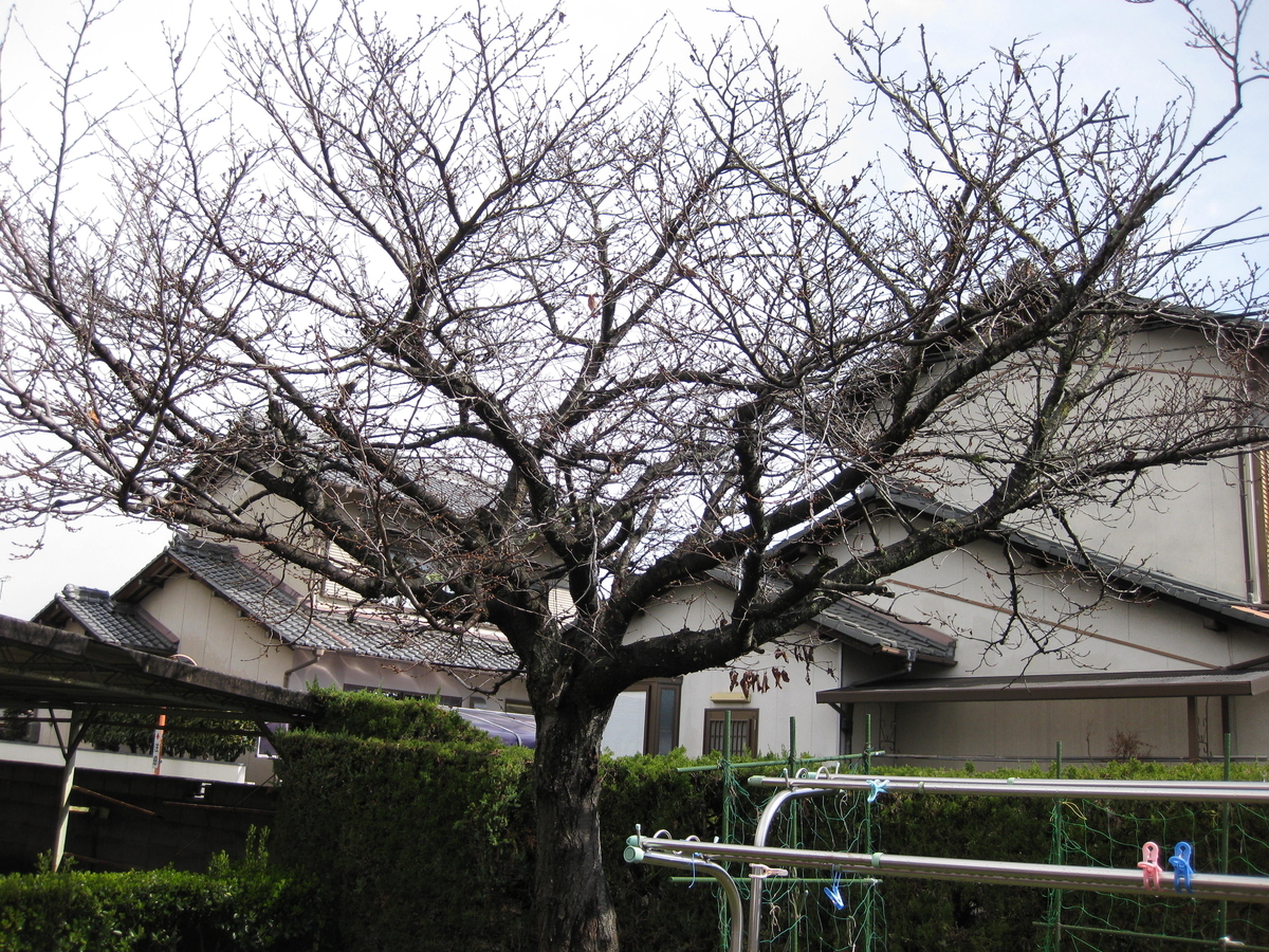 桜の枝で染色実験 いろどり
