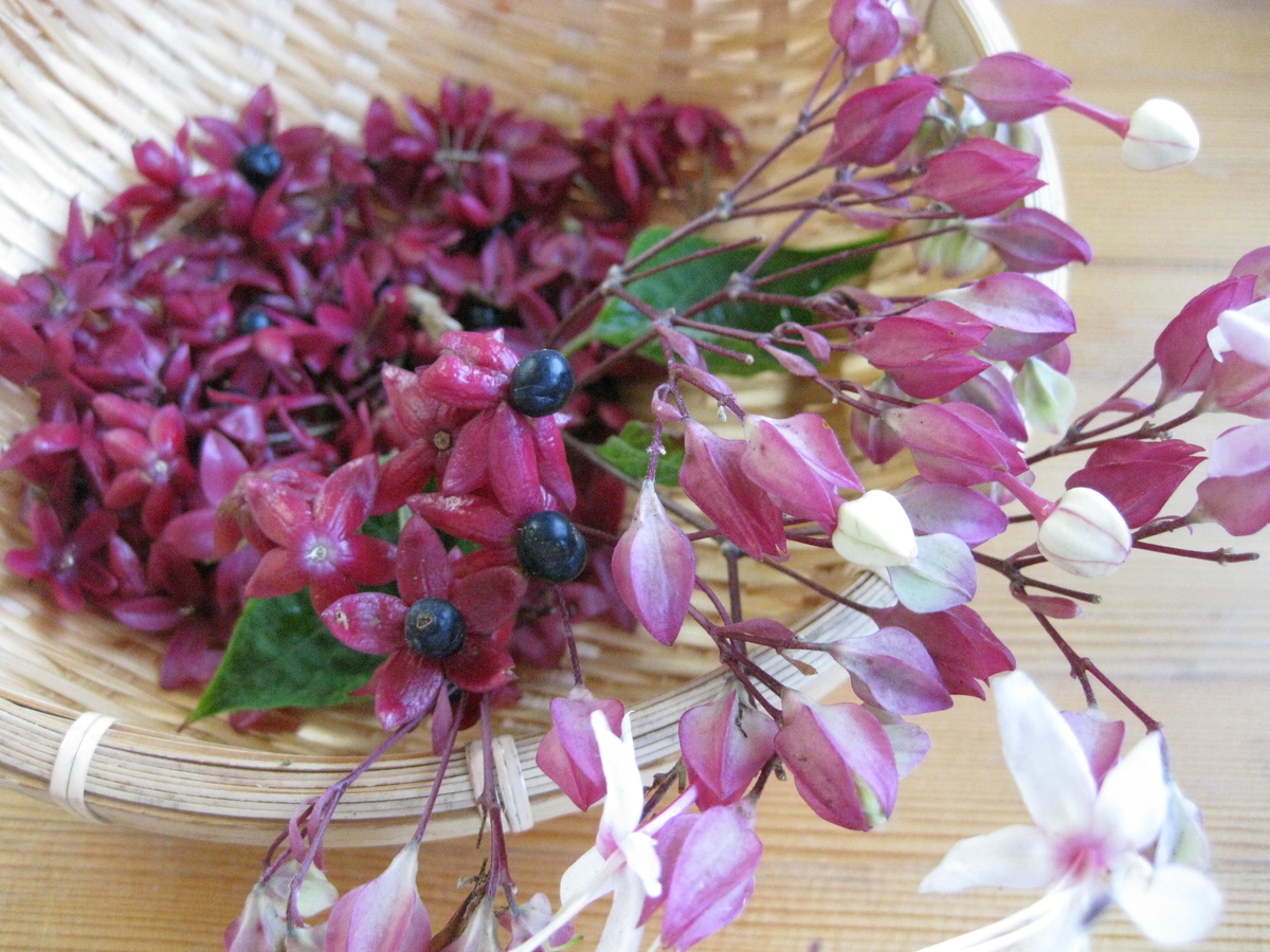 クサギの実を採りに いろどり