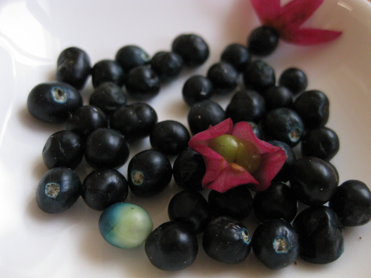 クサギの実を採りに いろどり