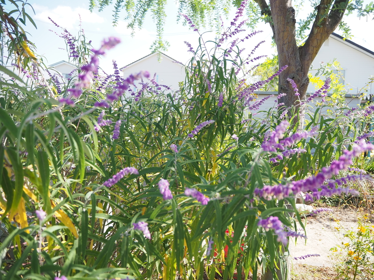 アメジストセージ染め 葉 21 いろどり アメジストセージ染め 葉 21 いろどり