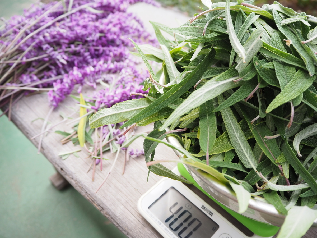 アメジストセージ染め 葉 21 いろどり アメジストセージ染め 葉 21 いろどり