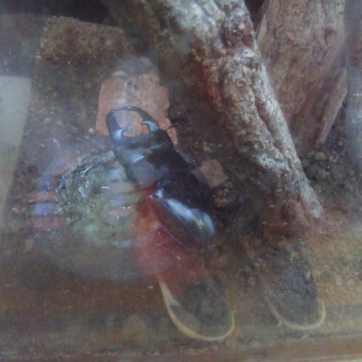 金沢動物園 カブトムシ展