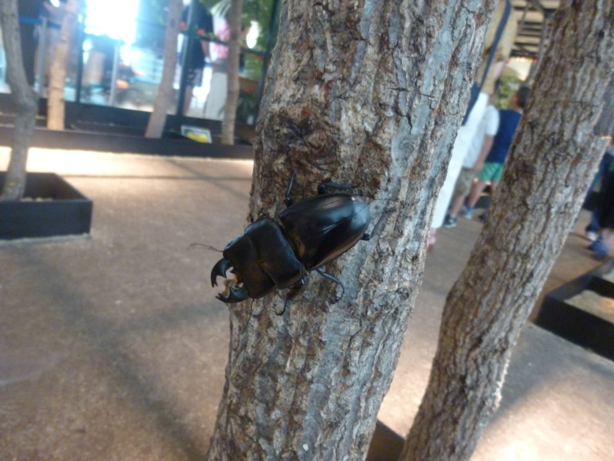 オービィ横浜 みんなの世界昆虫展