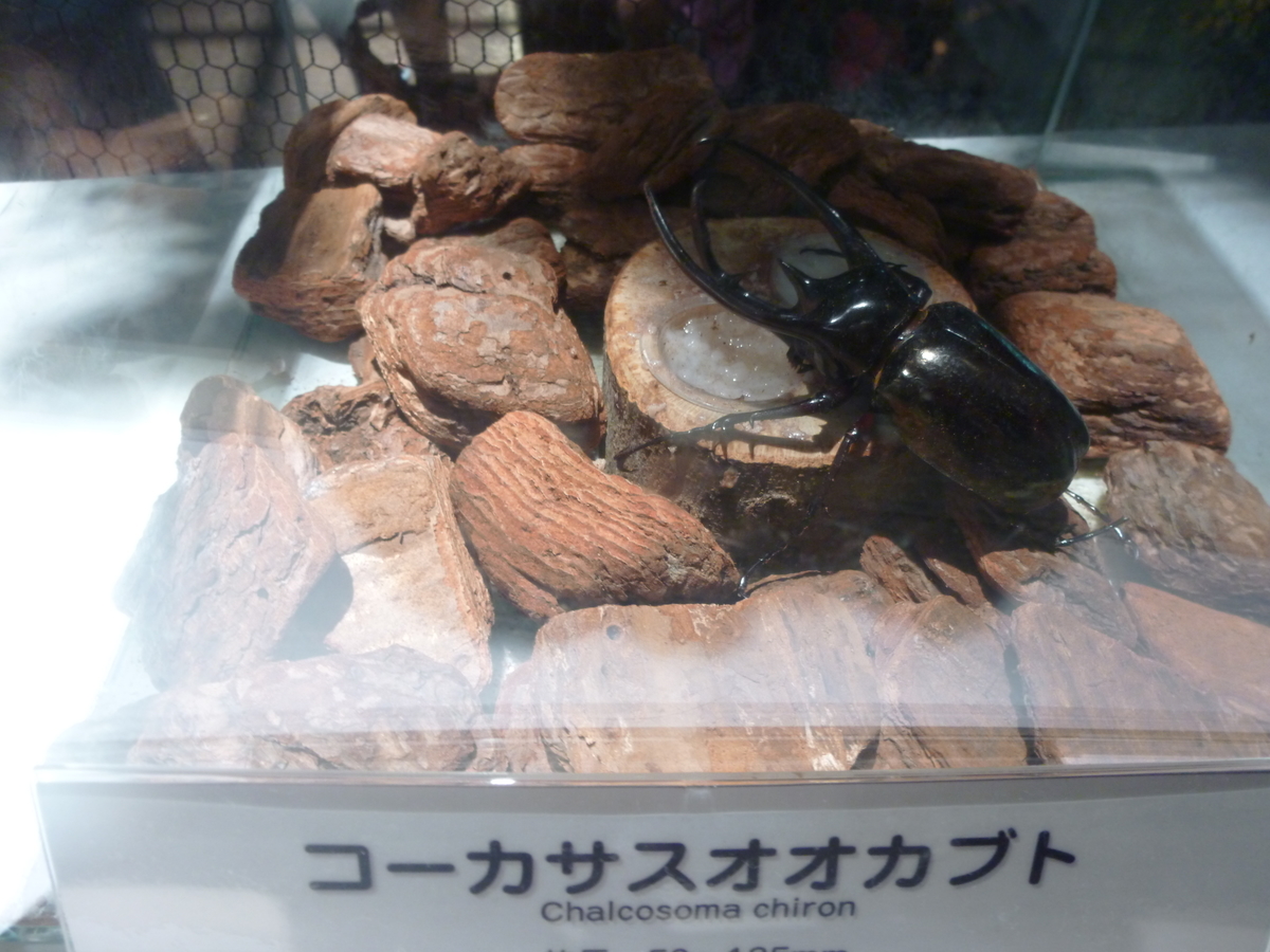 オービィ横浜 みんなの世界昆虫展