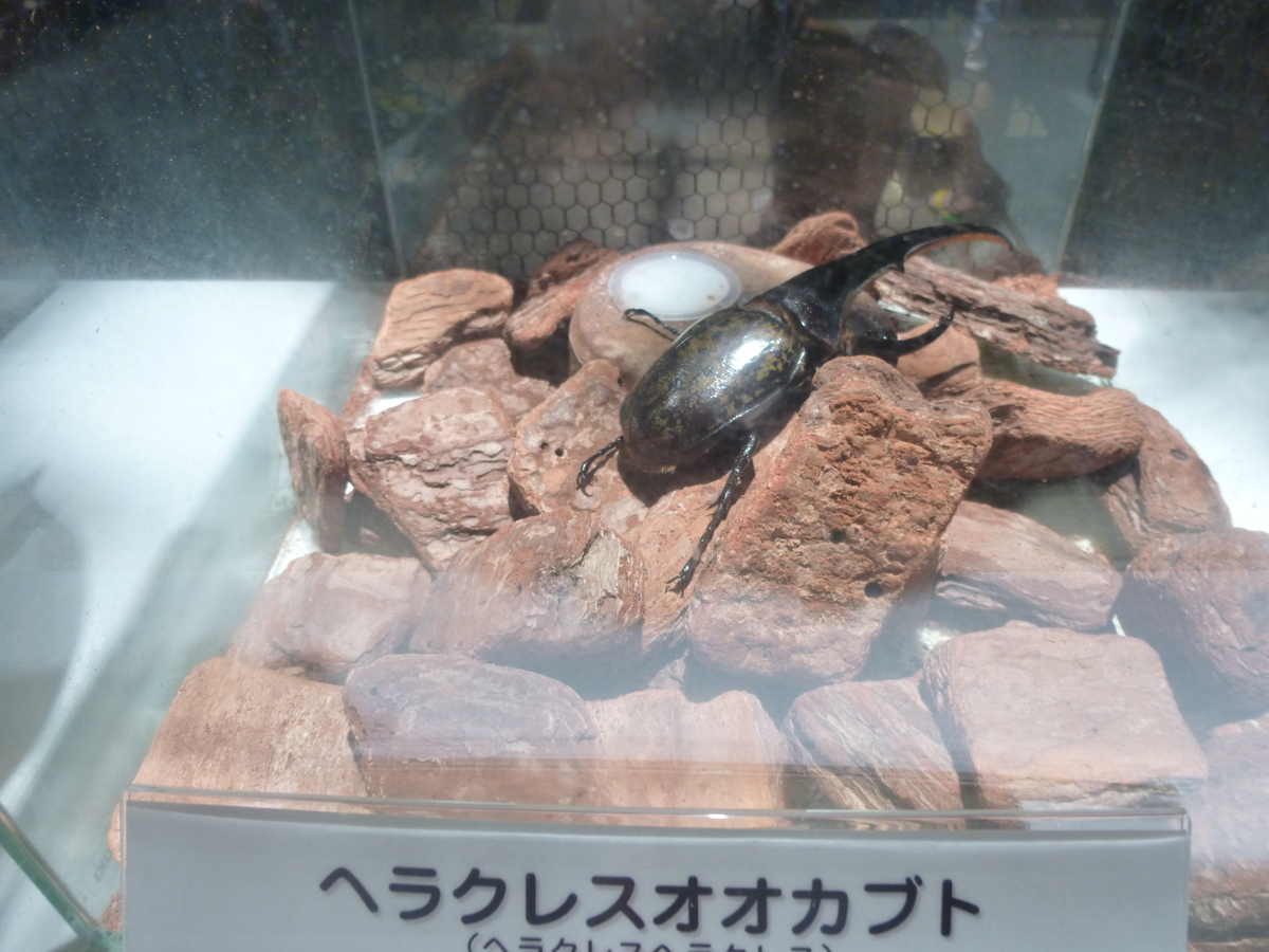 オービィ横浜　みんなの世界昆虫展