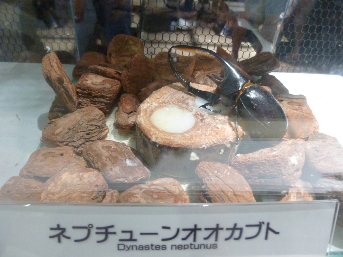 オービィ横浜　みんなの世界昆虫展