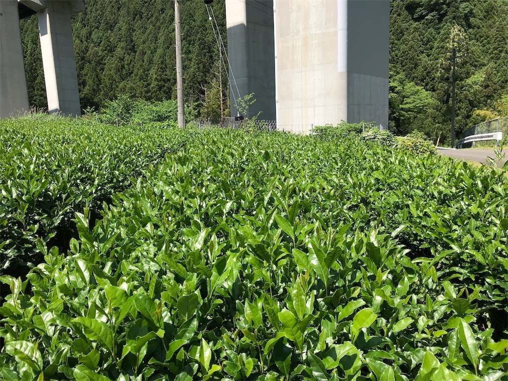 f:id:irom-y:20180610171019j:image